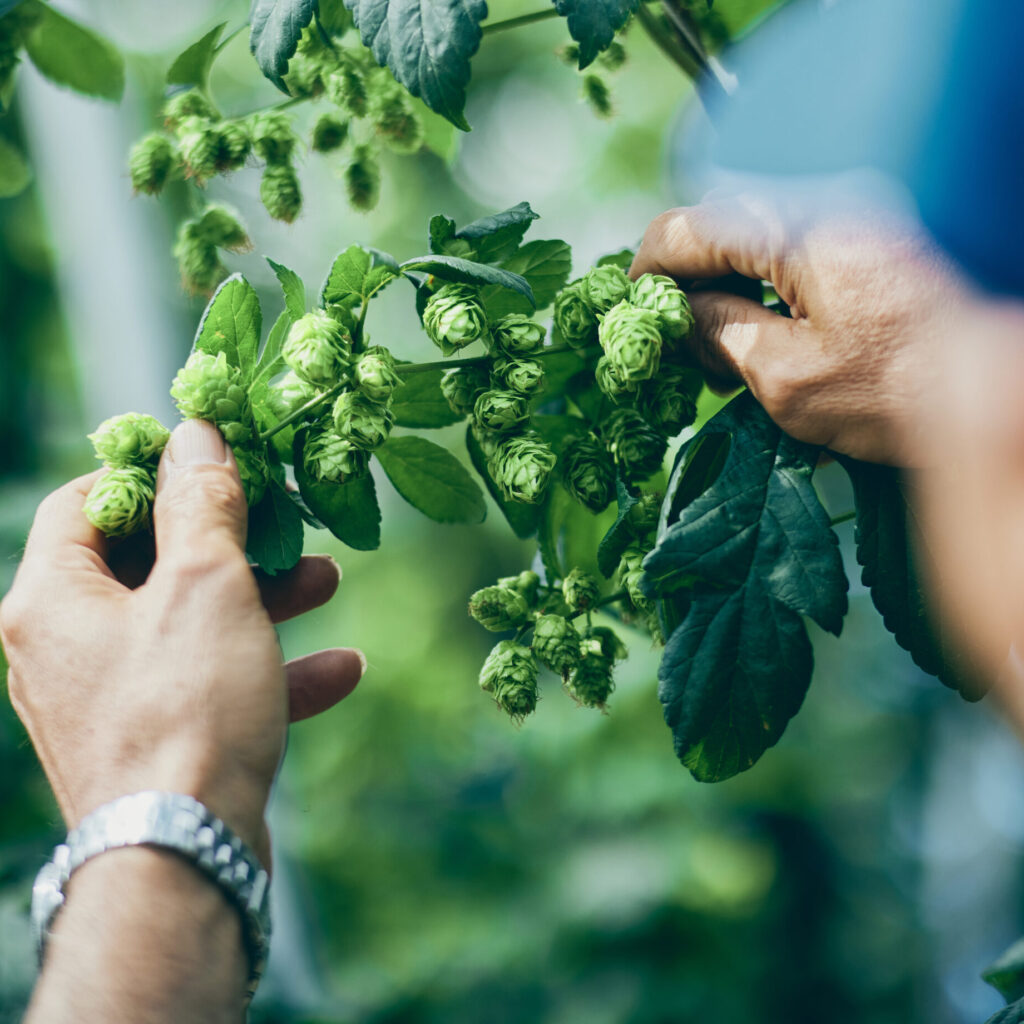 日本産ホップの可能性を広げるGOOD HOPSの取り組み